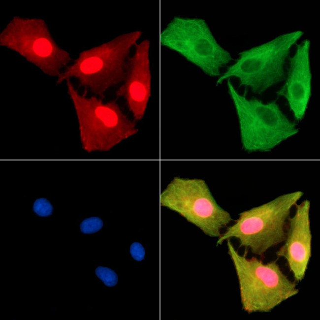 IRGC Antibody in Immunocytochemistry (ICC/IF)