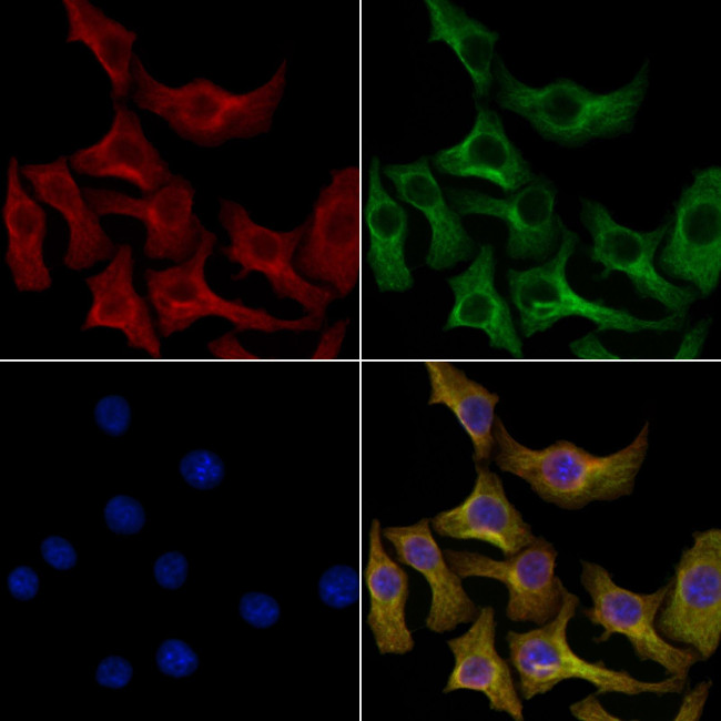 INSIG2 Antibody in Immunocytochemistry (ICC/IF)