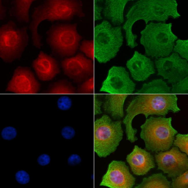 INSL5 Antibody in Immunocytochemistry (ICC/IF)