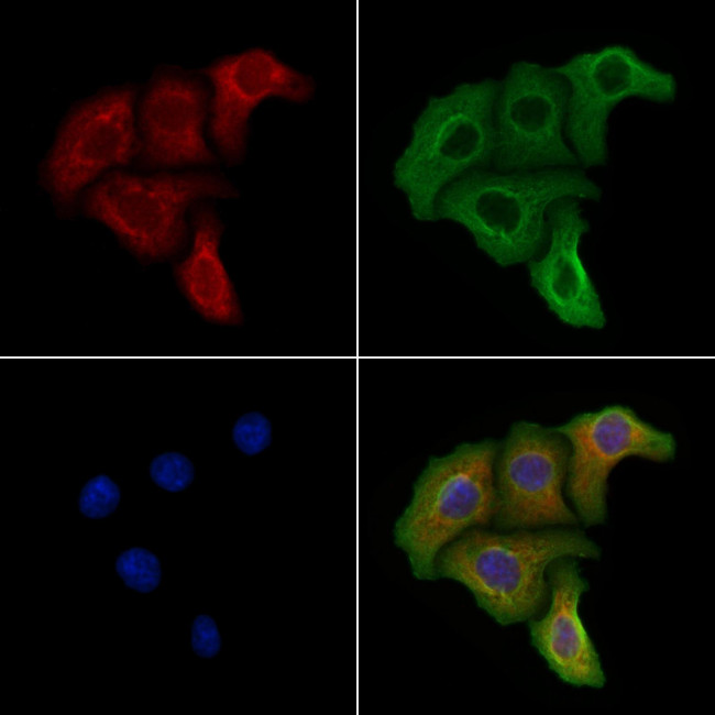 ITGA9 Antibody in Immunocytochemistry (ICC/IF)