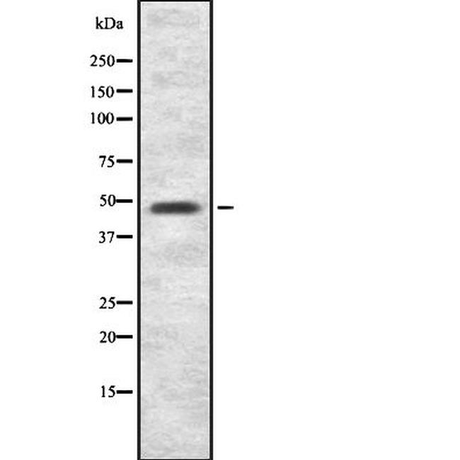 ITFG2 Antibody in Western Blot (WB)