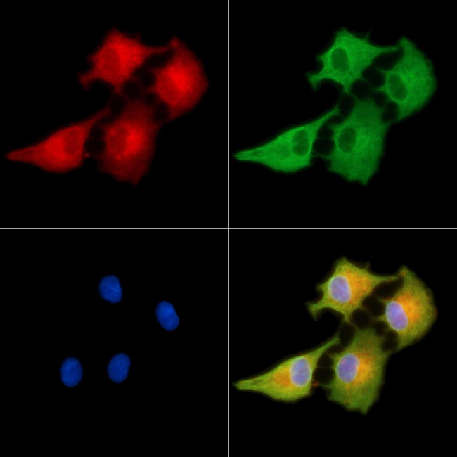 MAGEF1 Antibody in Immunocytochemistry (ICC/IF)