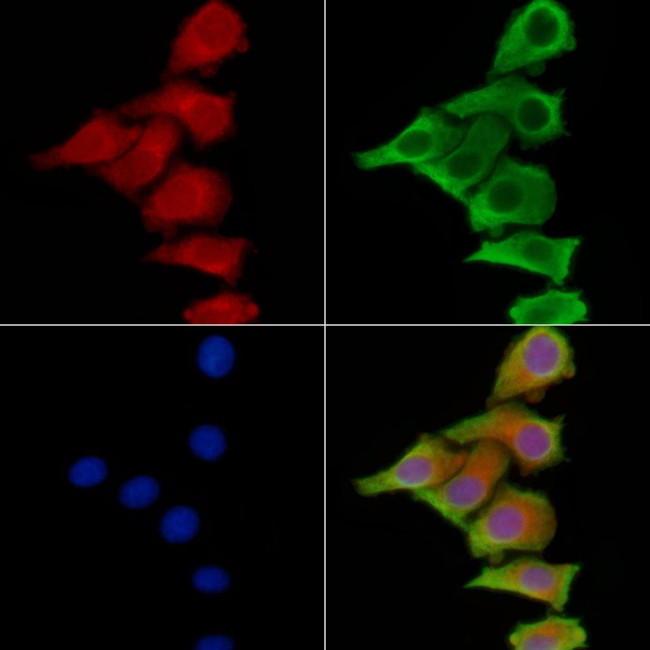 PLCH2 Antibody in Immunocytochemistry (ICC/IF)