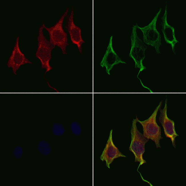 WNT8A Antibody in Immunocytochemistry (ICC/IF)