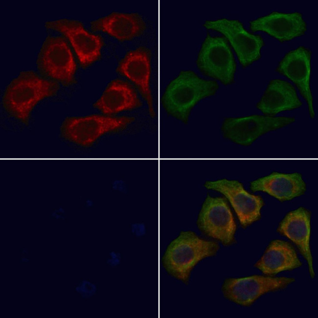 WNT9A Antibody in Immunocytochemistry (ICC/IF)