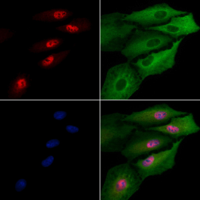 SP5 Antibody in Immunocytochemistry (ICC/IF)