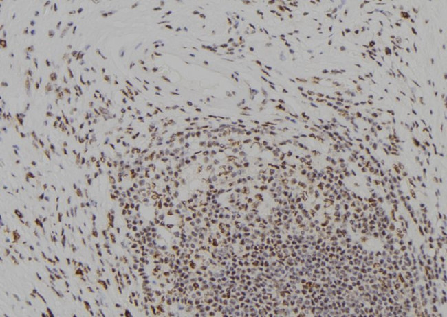 ORC2 Antibody in Immunohistochemistry (Paraffin) (IHC (P))