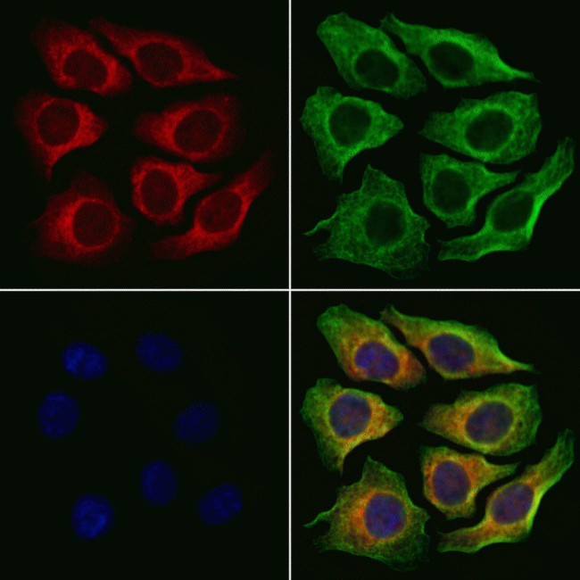 MRPS26 Antibody in Immunocytochemistry (ICC/IF)