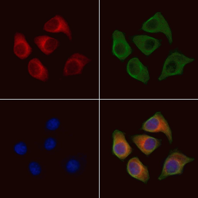 MRPL38 Antibody in Immunocytochemistry (ICC/IF)