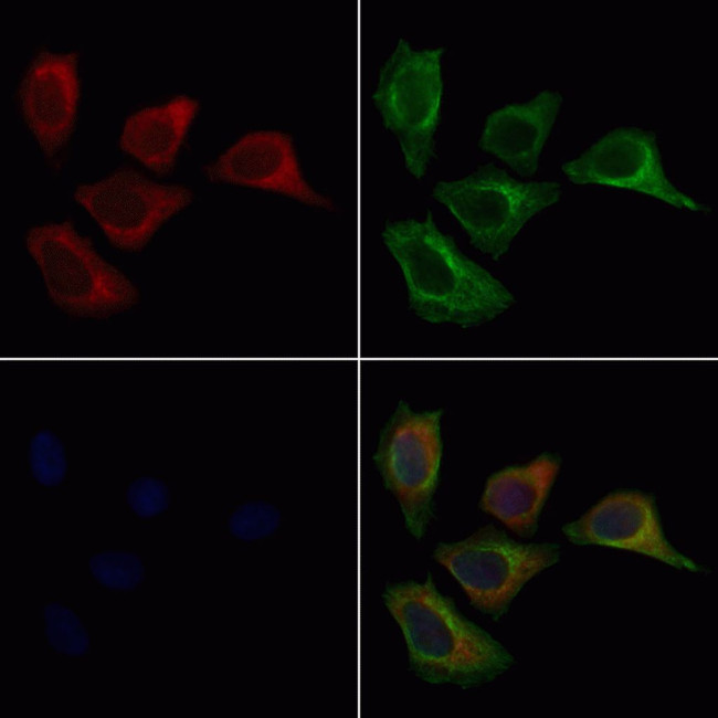 MRPL45 Antibody in Immunocytochemistry (ICC/IF)