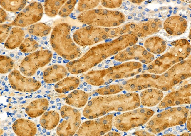 MRPL55 Antibody in Immunohistochemistry (Paraffin) (IHC (P))