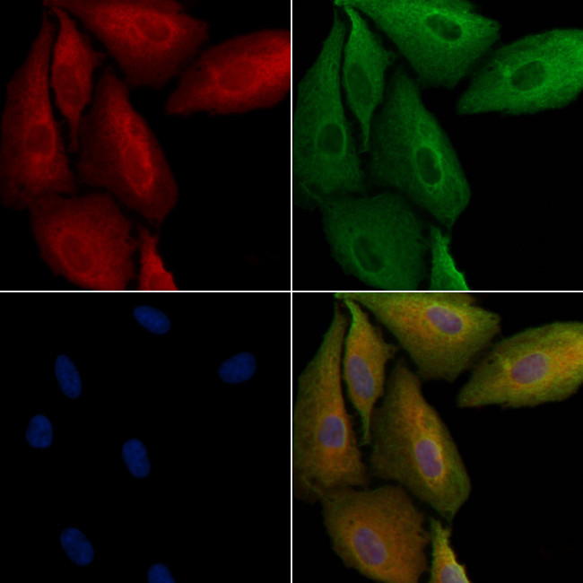 RPL29 Antibody in Immunocytochemistry (ICC/IF)