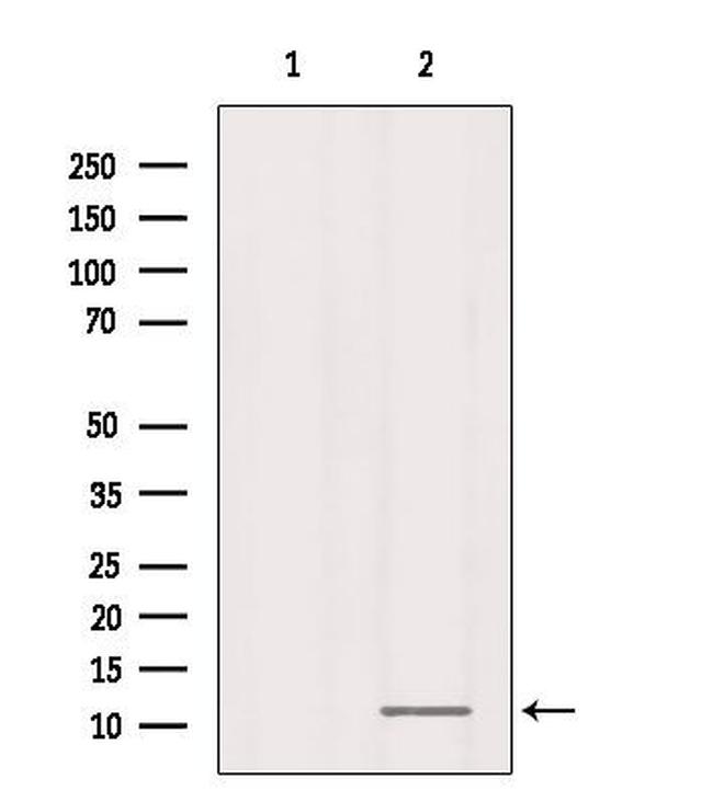 RPL37 Antibody in Western Blot (WB)