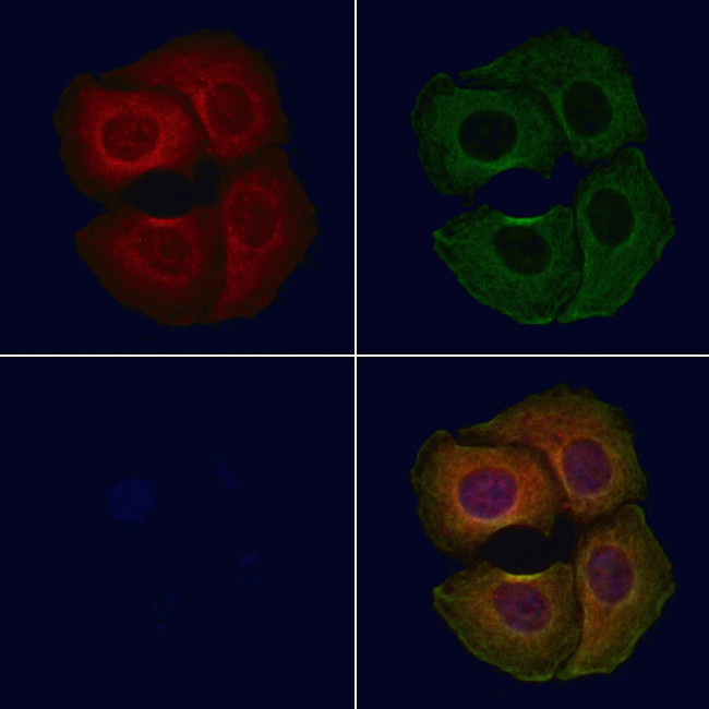 GPT2 Antibody in Immunocytochemistry (ICC/IF)