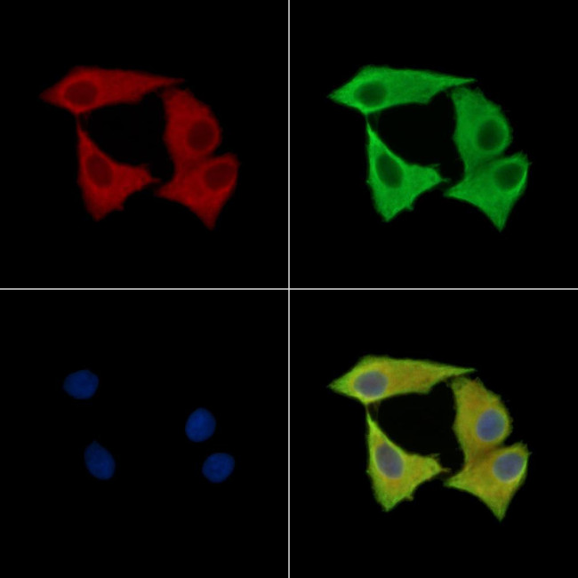 APBA2 Antibody in Immunocytochemistry (ICC/IF)
