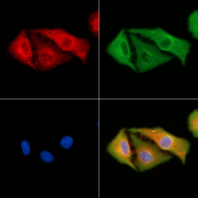 ANGPTL5 Antibody in Immunocytochemistry (ICC/IF)