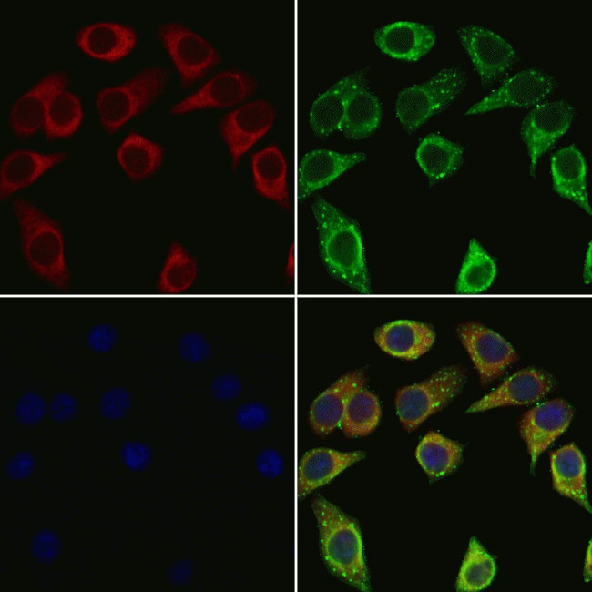 APOC4 Antibody in Immunocytochemistry (ICC/IF)