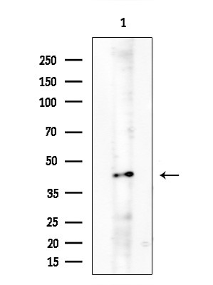 BCL2L14 Antibody in Western Blot (WB)