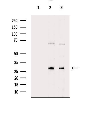 Aquaporin 8 Antibody in Western Blot (WB)