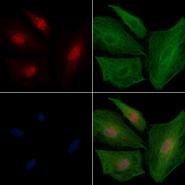 DDX42 Antibody in Immunocytochemistry (ICC/IF)