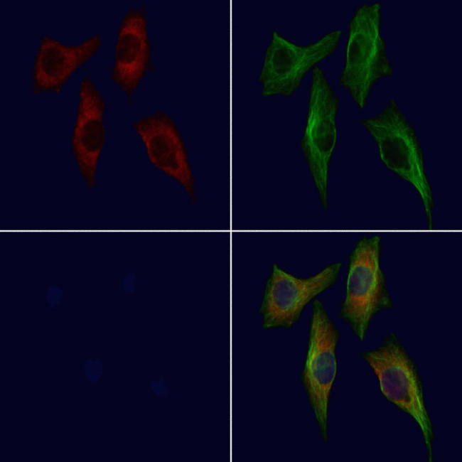 BSSP4 Antibody in Immunocytochemistry (ICC/IF)
