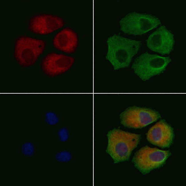 BRAP Antibody in Immunocytochemistry (ICC/IF)