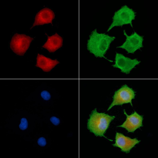 CAB39L Antibody in Immunocytochemistry (ICC/IF)