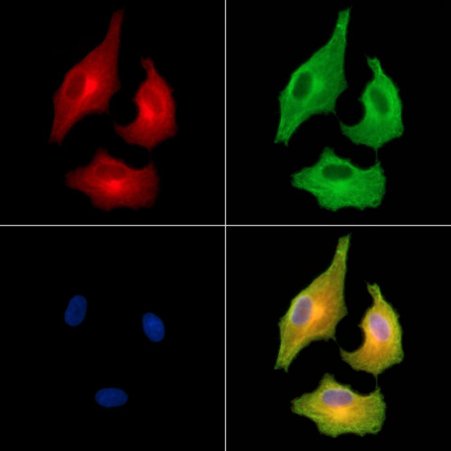Carbonic Anhydrase XI Antibody in Immunocytochemistry (ICC/IF)