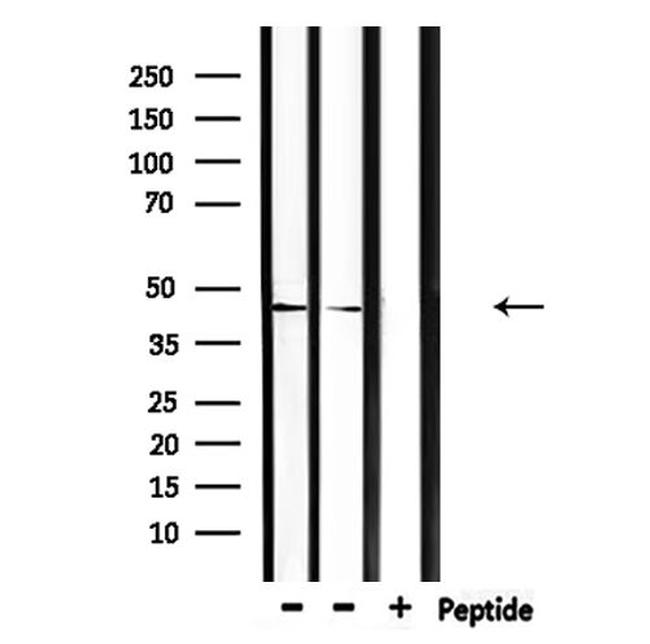 CEACAM16 Antibody in Western Blot (WB)