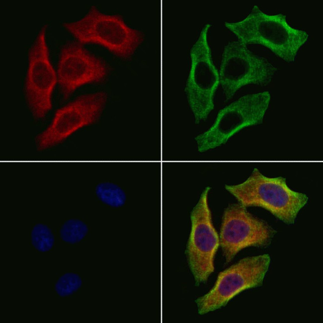 CEACAM20 Antibody in Immunocytochemistry (ICC/IF)