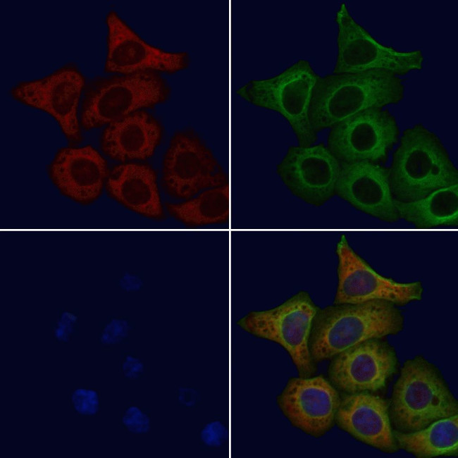 CEACAM7 Antibody in Immunocytochemistry (ICC/IF)