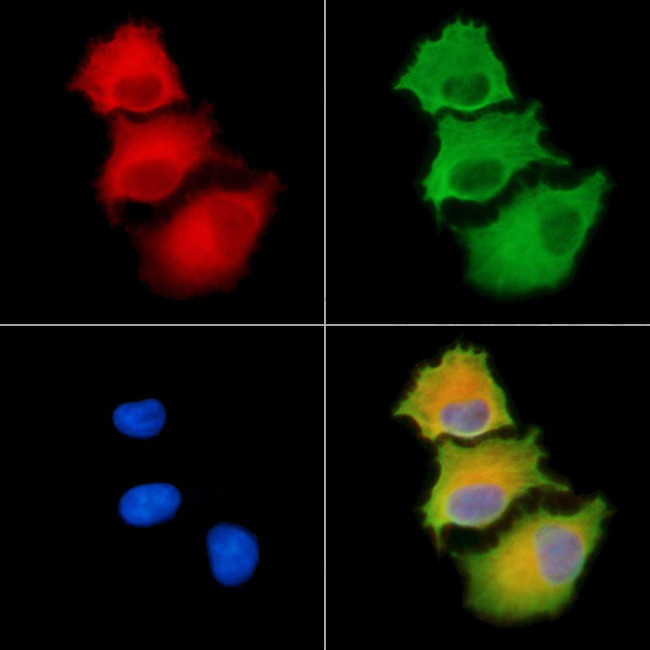 Cdc42EP1 Antibody in Immunocytochemistry (ICC/IF)