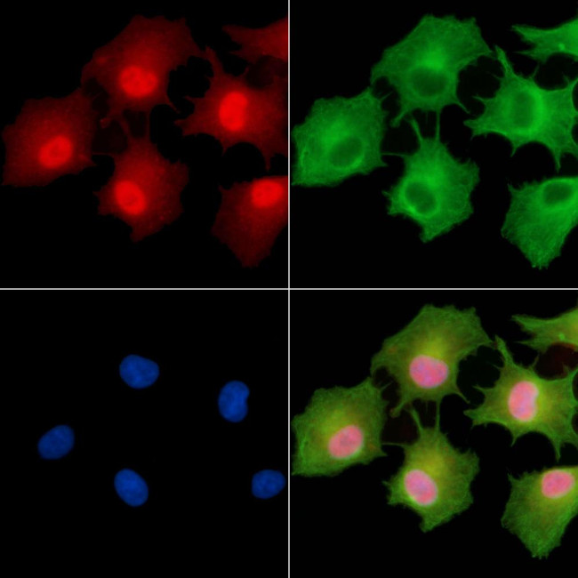 CGRRF1 Antibody in Immunocytochemistry (ICC/IF)