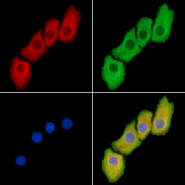 CEP68 Antibody in Immunocytochemistry (ICC/IF)