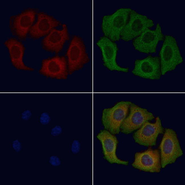 CEP72 Antibody in Immunocytochemistry (ICC/IF)