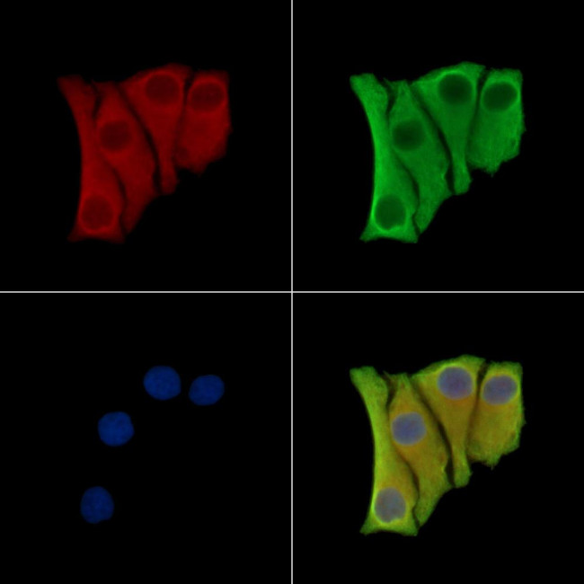Cystatin M Antibody in Immunocytochemistry (ICC/IF)