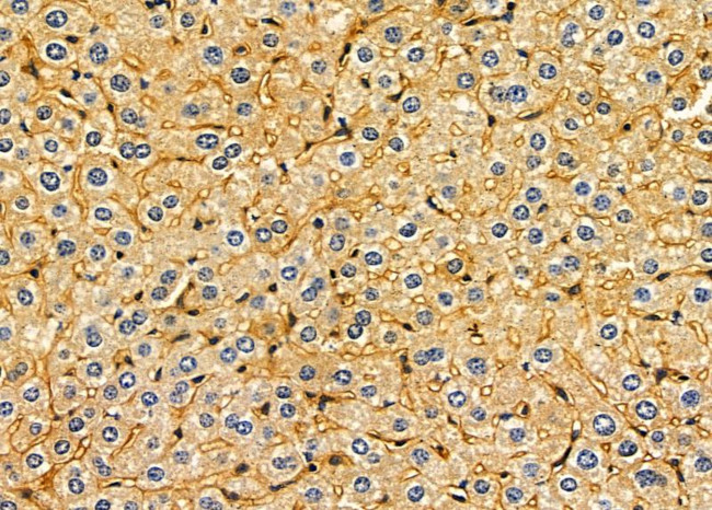 DYNC1I2 Antibody in Immunohistochemistry (Paraffin) (IHC (P))