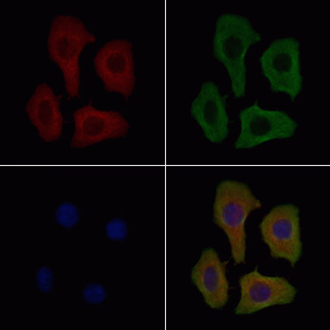 POLRMT Antibody in Immunocytochemistry (ICC/IF)
