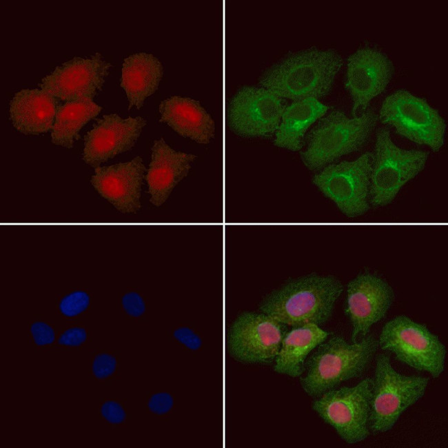 DYNLT3 Antibody in Immunocytochemistry (ICC/IF)