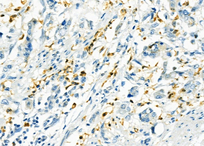 RNF167 Antibody in Immunohistochemistry (Paraffin) (IHC (P))