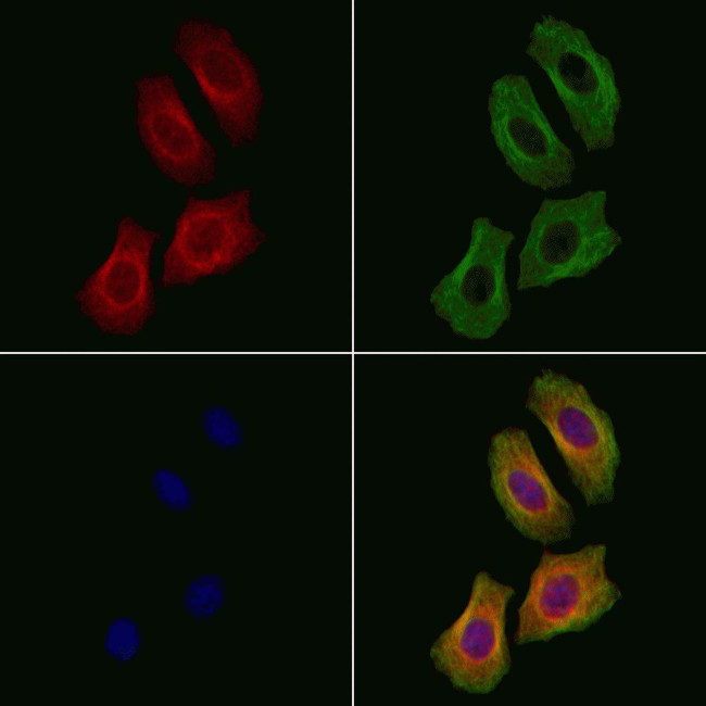 ZNRF1 Antibody in Immunocytochemistry (ICC/IF)