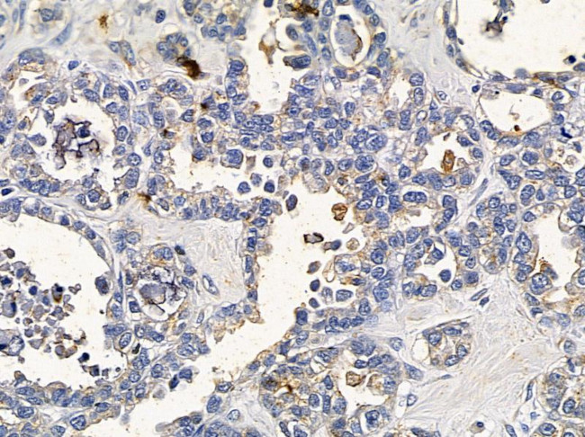 FOLR3 Antibody in Immunohistochemistry (Paraffin) (IHC (P))