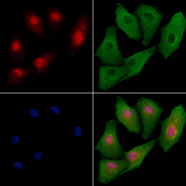 FNBP4 Antibody in Immunocytochemistry (ICC/IF)