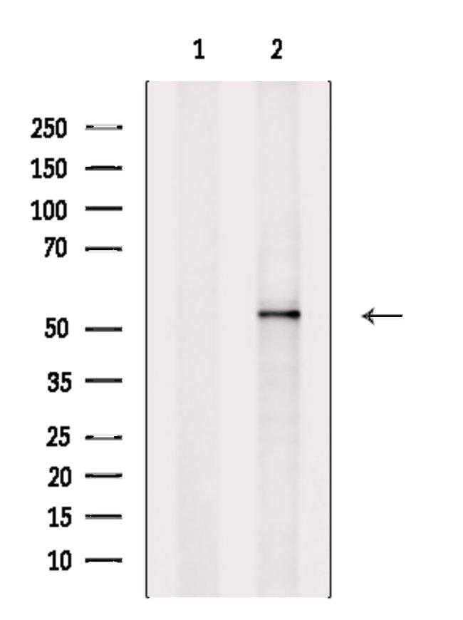 GAPDHS Antibody in Western Blot (WB)