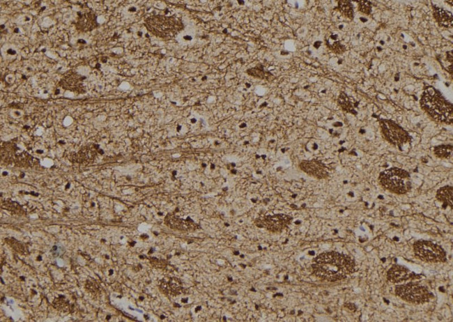 GON4L Antibody in Immunohistochemistry (Paraffin) (IHC (P))