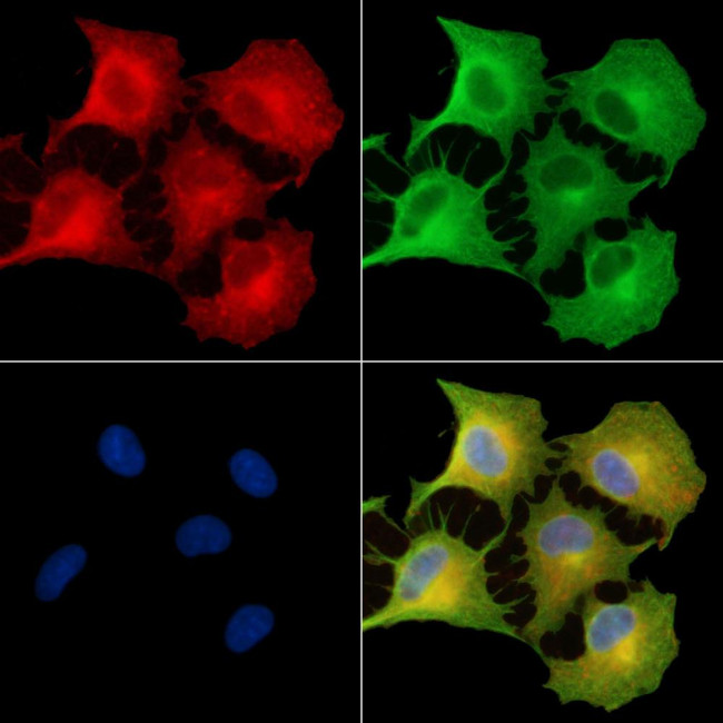 GIMA7 Antibody in Immunocytochemistry (ICC/IF)