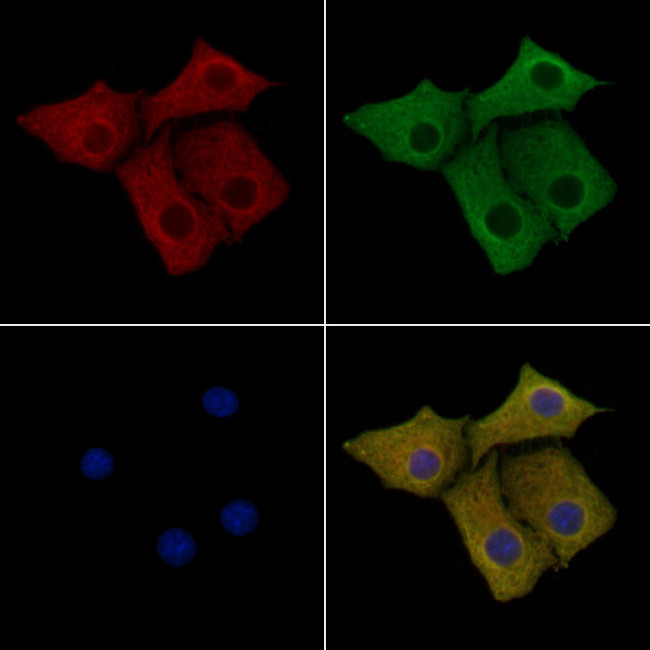 MTG2 Antibody in Immunocytochemistry (ICC/IF)