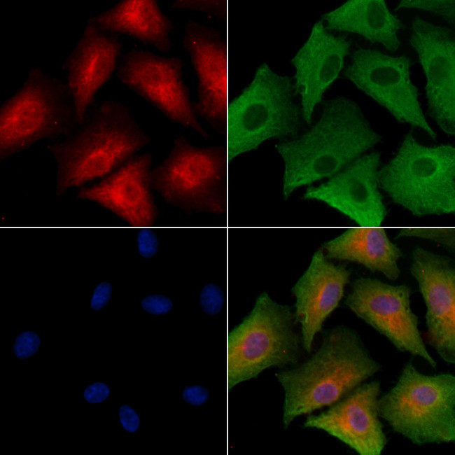 HGF Activator Antibody in Immunocytochemistry (ICC/IF)