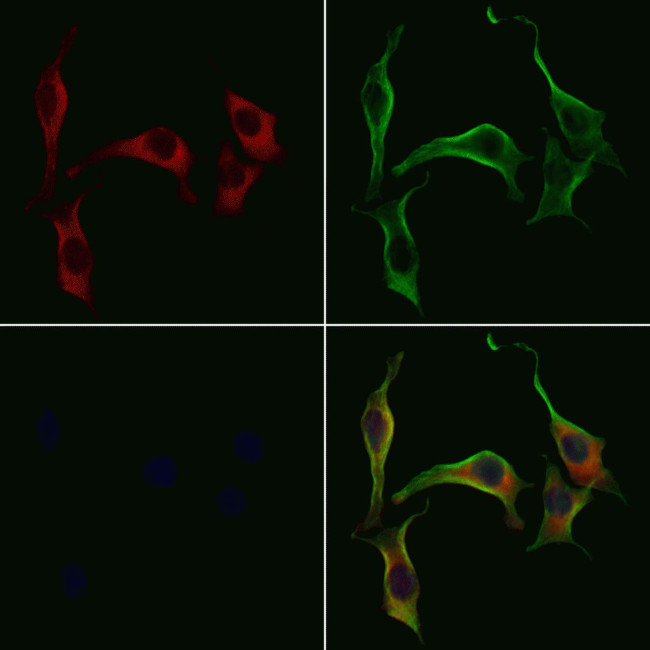 Kir7.1 (KCNJ13) Antibody in Immunocytochemistry (ICC/IF)