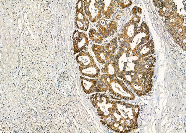 LILRB2 Antibody in Immunohistochemistry (Paraffin) (IHC (P))